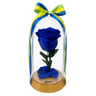 A Bela Rosa Encantada Azul Brasil