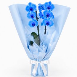 Imagem de Majestosa Orquídea Phalaenopsis Azul