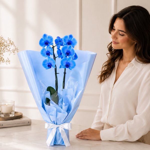 Majestosa Orquídea Phalaenopsis Azul