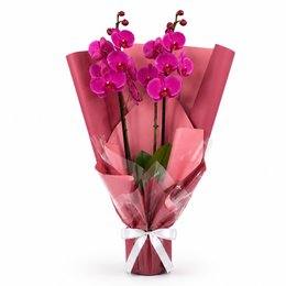 Imagem de Majestosa Orquídea Phalaenopsis Pink