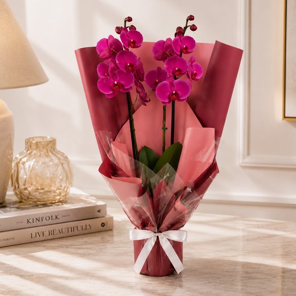 Majestosa Orquídea Phalaenopsis Pink