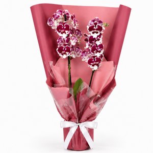 Imagem de Majestosa Orquídea Phalaenopsis Mesclada