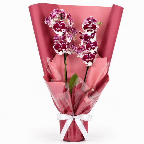 Majestosa Orquídea Phalaenopsis Mesclada