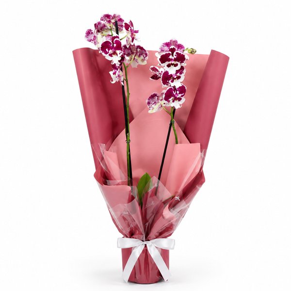 Majestosa Orquídea Phalaenopsis Mesclada