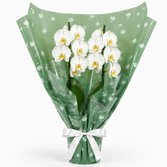 Majestosa Orquídea Phalaenopsis Branca