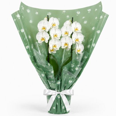 Majestosa Orquídea Phalaenopsis Branca
