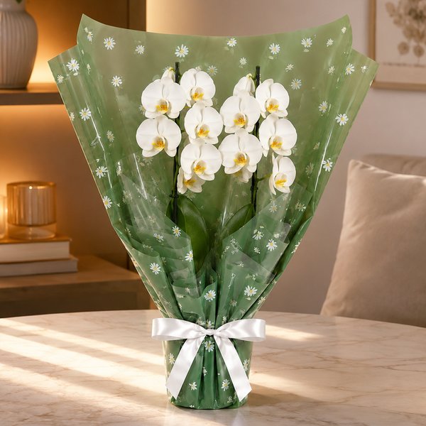 Majestosa Orquídea Phalaenopsis Branca