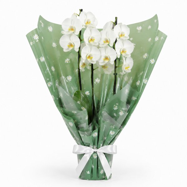 Majestosa Orquídea Phalaenopsis Branca