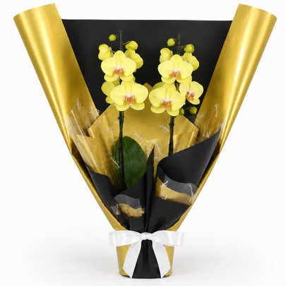 Majestosa Orquídea Phalaenopsis Amarela