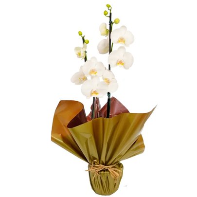 Renovada orquídea Phalaenopsis Plantada Branca