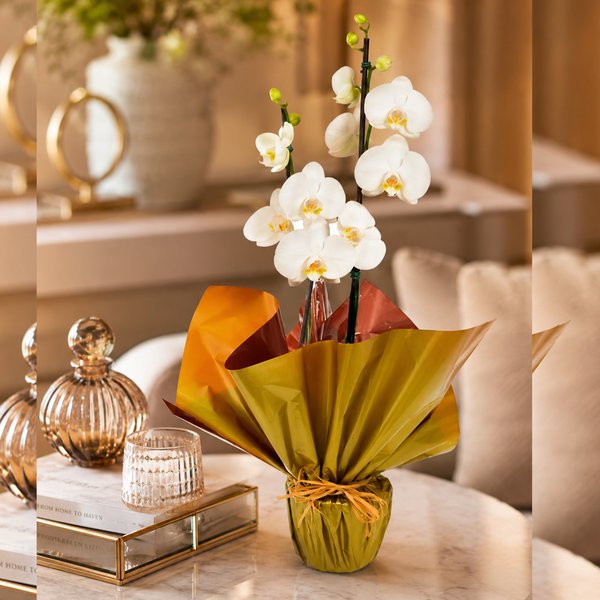 Renovada orquídea Phalaenopsis Plantada Branca