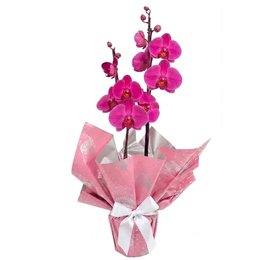 Imagem de Renovada orquídea Phalaenopsis Plantada Pink
