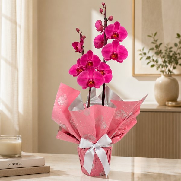 Renovada orquídea Phalaenopsis Plantada Pink