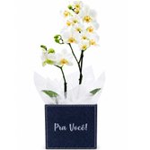 Mini Orquídea Rara Branca no Box Pra Você