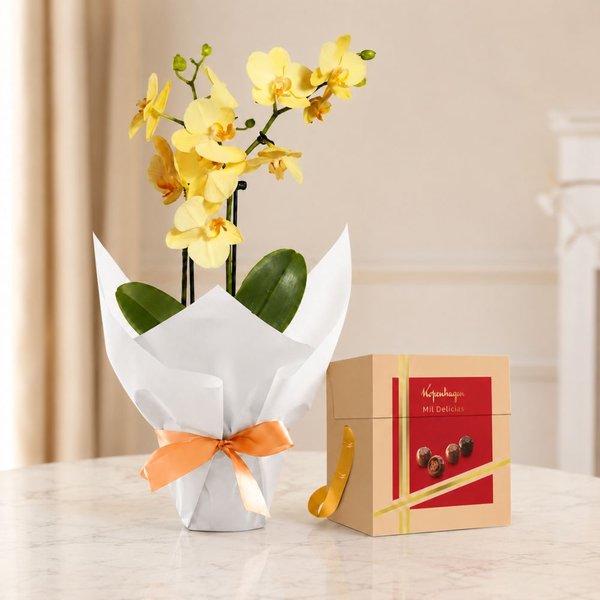 Mini Orquídea Rara Amarela e Coleção Mil Delícias Kopenhagen