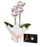 Orquídea Phalaenopsis Branca Mesclada e Língua de Gato Kopenhagen