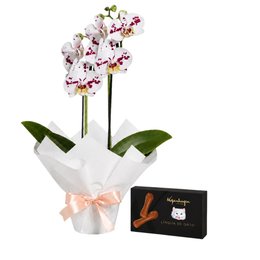 Imagem de Orquídea Phalaenopsis Branca Mesclada e Língua de Gato Kopenhagen