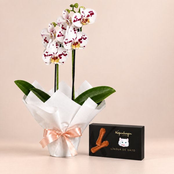 Orquídea Phalaenopsis Branca Mesclada e Língua de Gato Kopenhagen