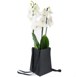 Imagem de Orquídea Phalaenopsis Branca no Cachepô Preto Formosura