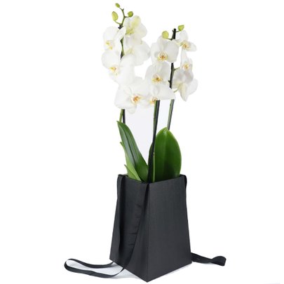 Orquídea Phalaenopsis Branca no Cachepô Preto Formosura