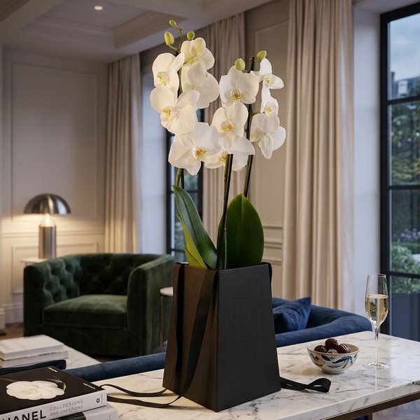 Orquídea Phalaenopsis Branca no Cachepô Preto Formosura