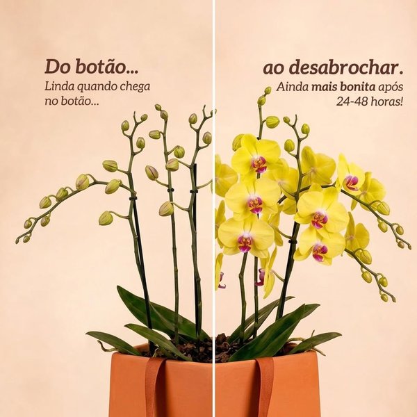 Orquídea Phalaenopsis Amarela no Cachepô Red Formosura