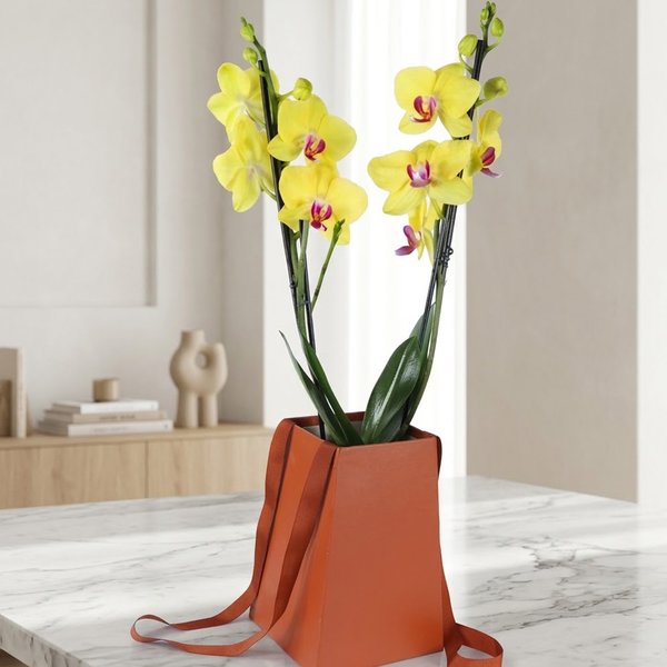 Orquídea Phalaenopsis Amarela no Cachepô Red Formosura