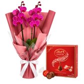 Majestosa Orquídea Phalaenopsis Pink e Caixa Lindt ao Leite 112g