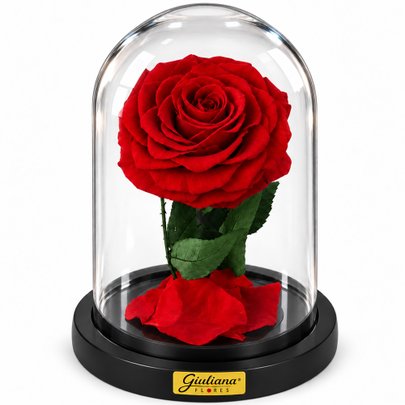 Rosa Encantada Vermelha Suprema Absoluta