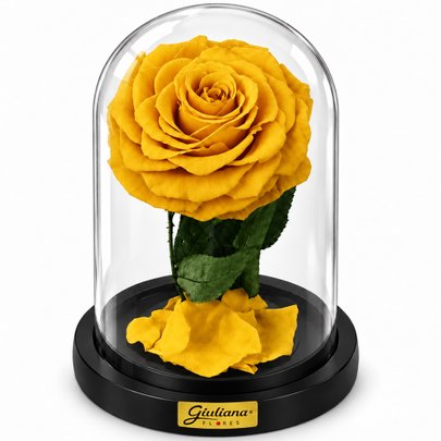Rosa Encantada Amarela Suprema Absoluta
