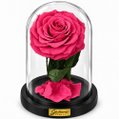 Rosa Encantada Pink Suprema Absoluta