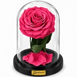 Imagem de Rosa Encantada Pink Suprema Absoluta