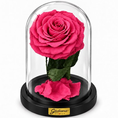 Rosa Encantada Pink Suprema Absoluta