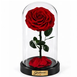 Imagem de Rosa Encantada Vermelha Suprema Única