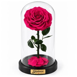 Imagem de Rosa Encantada Pink Suprema Única