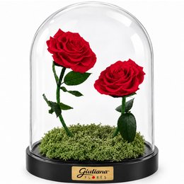 Imagem de Rosa Encantada Vermelha  Suprema Dueto