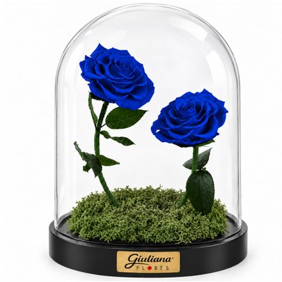 Rosa Encantada Azul Suprema Dueto