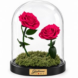 Imagem de Rosa Encantada Pink Suprema Dueto