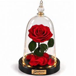 Imagem de Rosa Encantada Vermelha Suprema Real