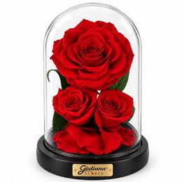 Imagem de Rosa Encantada Vermelha Suprema Nobre