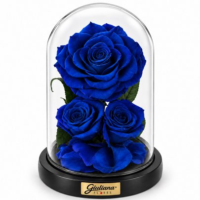 Rosa Encantada Azul Suprema Nobre