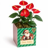 Antúrio Vermelho Plantado no Box Boas Festas