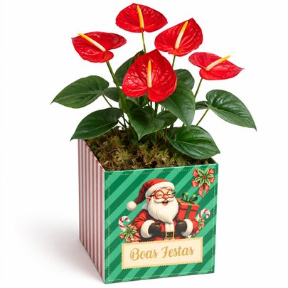 Antúrio Vermelho Plantado no Box Boas Festas