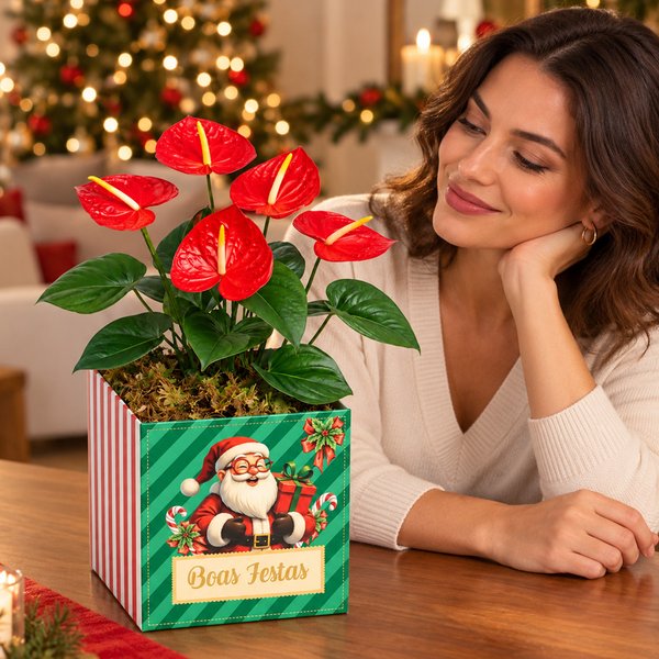 Antúrio Vermelho Plantado no Box Boas Festas