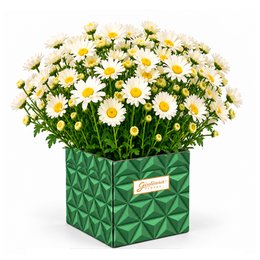 Imagem de Margaridinha Branca Plantada no Cachepot Grafismo