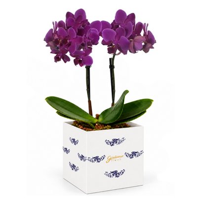 Mini Orquídea Rara Lilás no Cachepot Azulejo