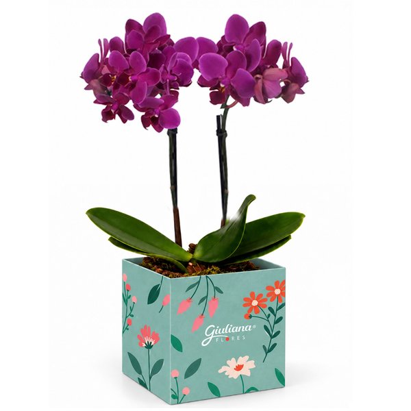 Mini Orquídea Rara Lilás no Cachepot Jardim