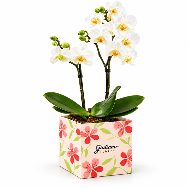 Mini Orquídea Rara Branca no Cachepot Primavera
