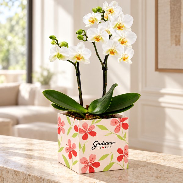 Mini Orquídea Rara Branca no Cachepot Primavera