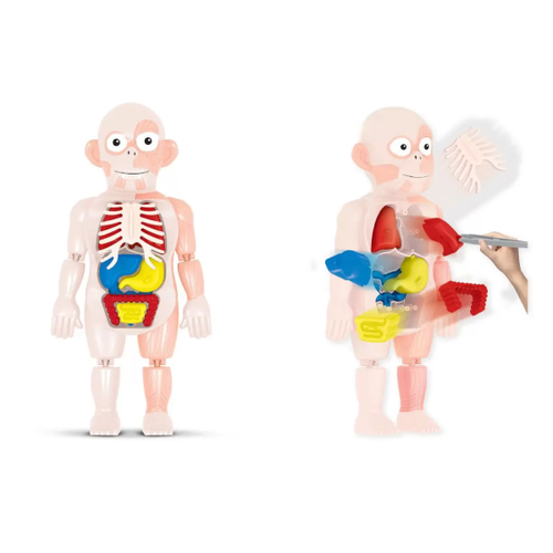 Brinquedo Kit Médico Corpo Humano - Toyng